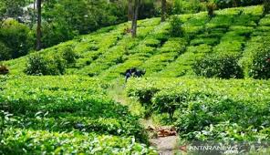 Kabupaten ini merupakan hasil pemekaran dari kabupaten kapuas provinsi kalimantan tengah berdasarkan uu nomor 5 tahun 2002. Libur Natal Dan Tahun Baru 2021 Hirup Udara Segar Di Kebun Teh Gunung Mas Bogor Travel Tempo Co