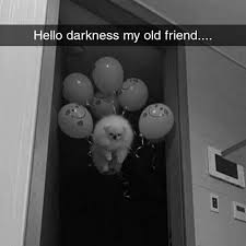 Send Em Flying Funny Relatable Memes Funny Animal Memes Stupid Funny Memes