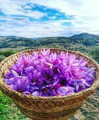 Pin By Lovepeaceharmony On Unique Photography Saffron Flower Crocus Flower Growing Saffron