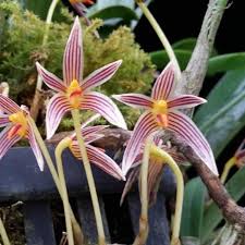 Image result for Rhabdophyllum affine