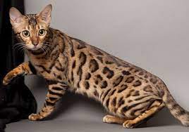 Fakta harga yang selangit memang layak disematkan untuk kucing hutan ini. Daftar Harga Kucing Hutan Cara Merawatnya Republik Seo