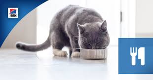 Considering Feeding Your Cat A Vegan Diet Learn More About What That Means And Why A Protein Diet Is The Best Vegan Cat Food Vegan Cat Cat Food