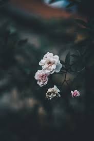 Free Image Search Unsplash Flower Wallpaper Flowers Photography Flower Aesthetic