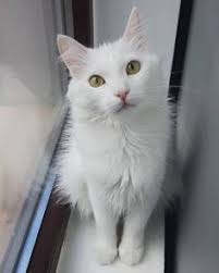 Warna dasar kucing sendiri sebenarnya tidak lebih dari 4 yaitu : Inikucing Inikucingku Profil Pinterest