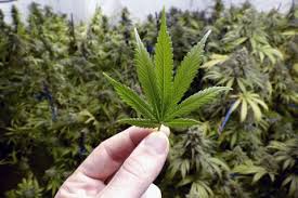 We did not find results for: Legalisation Du Cannabis Marijuana Au Canada Le Devoir