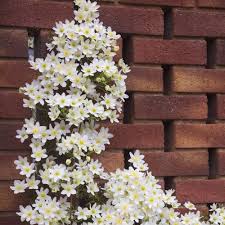 White clematis clematis flower clematis vine flowering vine plants summer flowering bulbs climbing flowers climbing vines white flower flowering comes in two waves: Buy Clematis Early Sensation J Parker Dutch Bulbs