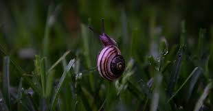 These little pests, along with their dangerous cousins the garden slug, can be the root of many problems. How To Keep Slugs And Snails Out Of The Garden The Garden Magazine