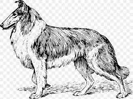 Find more border collie coloring page pictures from our search. Rough Collie Border Collie Shetland Sheepdog Labrador Retriever Coloring Book Png 2400x1787px Rough Collie Adult Artwork