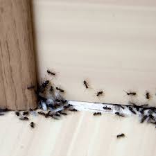 Kill 6 vilebrood skitterers in stormglen. Ant Infestations Rising Because Of Warm Winters Says Pest Control Group