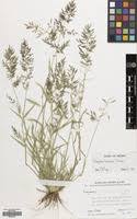 Image result for Eragrostis homblei