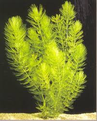 Image result for Ceratophyllum demersum