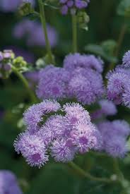 Image result for Ageratum