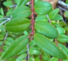 Image result for Clutia paxii