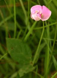 Image result for Vigna vexillata