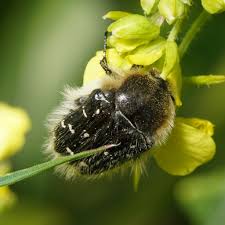 Image result for Tropinota hirta