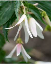 Image result for Begonia nyassensis