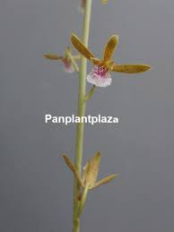 Image result for Eulophia elegans