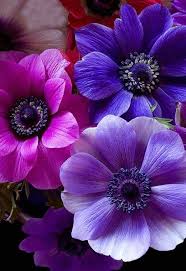 452b32ce0ffa15c463af41bc98b0e4a23436b23211b2b Xlokkj Fw658 478 696 Fleurs Mauves Idees De Jardin Fleur Fleurs