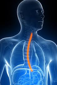 Gastritis, peptic ulcer, broken vertebra (osteoporosis common symptoms associated with shoulder blade pain. Esophageal Cancer Overview And More
