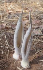 Image result for Stylochaeton puberulus