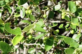 Image result for Grewia pachycalyx