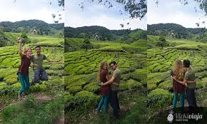 Maybe you would like to learn more about one of these? Cameron Highlands Malaysia Eine Teeplantagen Mossy Forest Tour