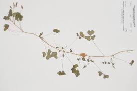 Image result for Oxalis anthelmintica