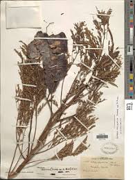 Image result for Entada abyssinica