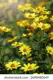 Image result for Glebionis carinata `German Flag`