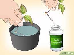 You can, however, still get good results from your own clematis cuttings. How To Propagate Clematis With Pictures Wikihow