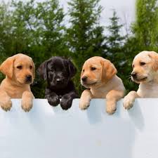 Extrait de l'émission la quotidienne: La Fondation Romande Pour Chiens Guides D Aveugles Contribue A L Independance Et A La Mobilite Des Personnes Aveugles Ou Malvoyantes