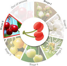 Chery's sales growth rate from. Door County Cherries Experience Destination Door County