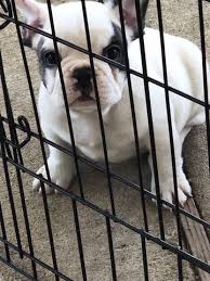 If you are looking to adopt or buy a frenchy take a look here! French Bulldog Puppy For Sale In Houston Tx Adn 71515 On Puppyfinder Com Gender Male Age 8 We Bulldog Puppies For Sale French Bulldog French Bulldog Puppy
