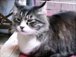 10 Degisik Farkli Kedi Sesi Dailymotion Video