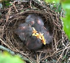 The northern mockingbird enjoys making its presence known. Haiku Baby Mockingbirds Forged Mettle Farm