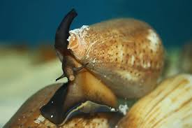 Some call them the silent assassins drugging sleeping fish before injecting their poison. The Most Venomous Animal On Earth Is Truly Surprising