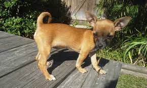 Tootsie Pop Curly Tail Tootsie Pop Chihuahua Animals