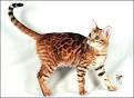 Brown & Orange Bengal Cats for Sale 🐈 | Wild & Sweet Bengals