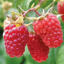 Pin On Berries