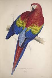 Illustrations Of The Family Of The Psittacidae Or Parrots Macrocercus Aracanga Illustrations Of The Family Of Psittacidœ Or Parrots London Published By E Lear 183 Parrots Art Parrot Painting Bird Illustration