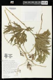 Image result for Selaginella goudotiana