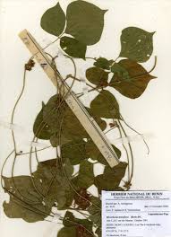 Image result for Rhynchosia nyasica