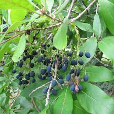 Image result for Triumfetta angolensis