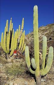 The fixed spine loses less water than leaves, so the plant can photosynthesize throughout the dry season. Photos A Wild Trip To The Sea Of Cortez Desert Plants Desert Landscaping Cactus