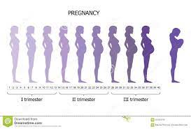 Infographic De La Mujer Embarazada En Diverso Periodo Stock De Ilustracion Ilustracion De Familia Elegante 64181019