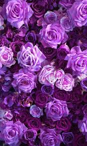 Your desktop & mobile backgrounds. Purple Rose Wallpaper Hd Mobile Background For Android Apk Download