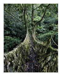 Today it can be seen at home almost every second acquaintance, who understands something in the cultivation of ornamental flowers. 46 Roots Ideas Roots Root System Root