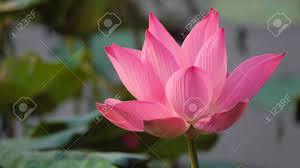 Immagine mandala da colorare e da stampare a forma di fiore di loto #1. Immagini Stock Fiore Di Loto Rosa Immagine Di Riserva Libera Di Alta Qualita Di Un Bello Fiore Di Loto Rosa Lo Sfondo E I Fiori Di Loto Rosa E Il Bocciolo