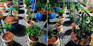 Anak pokok kunyit ini perlu ditanam ditempat yang panas tapi sedikit terlindung. Ini Kelebihan Tanam Pokok Dalam Tong Atau Polibeg Berbanding Tanam Terus Ke Tanah Vanilla Kismis