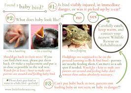 Does This Baby Bird Need Rescue Little Bird Rescue